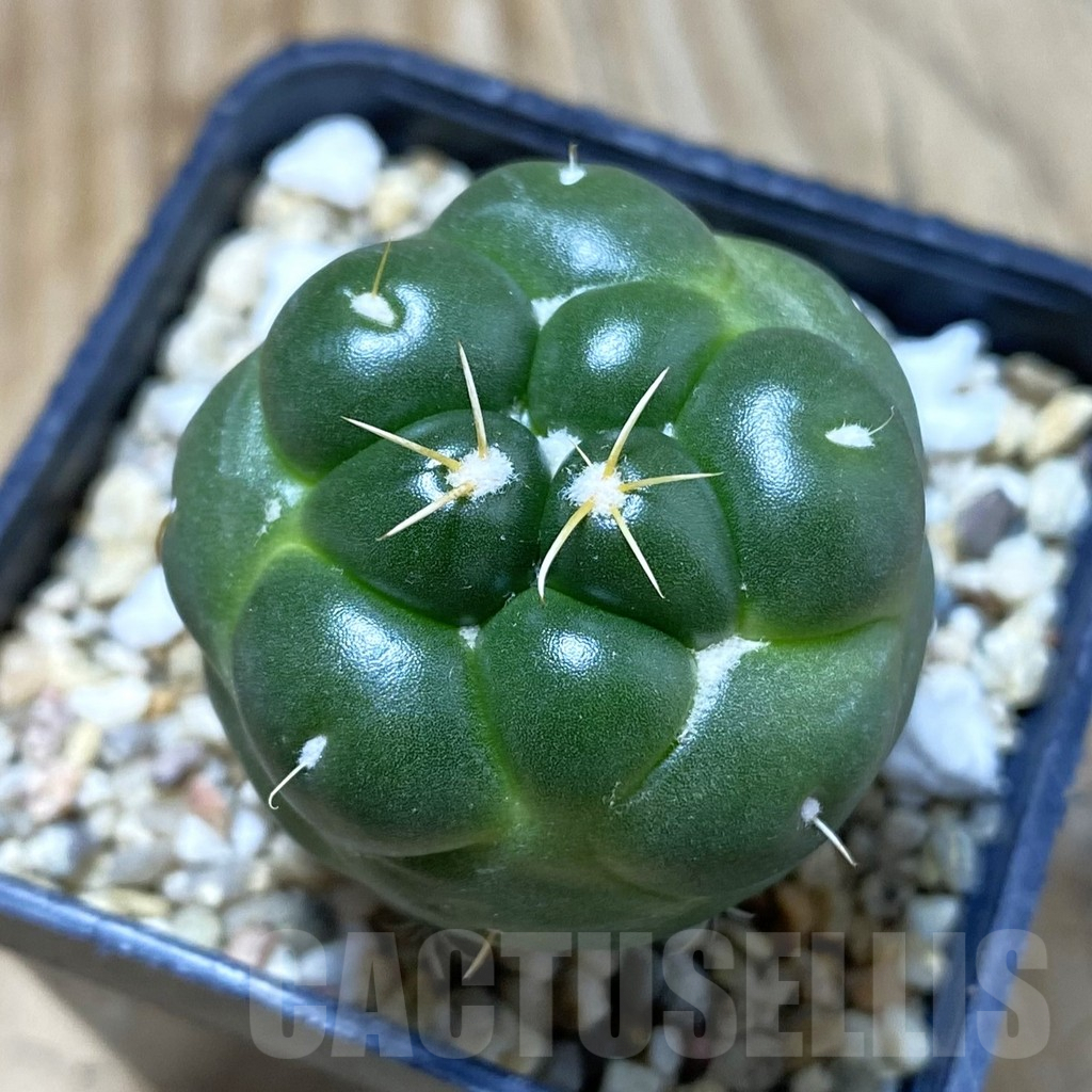SH2843 Coryphantha elephantidens ‘inermis’ - Image 2