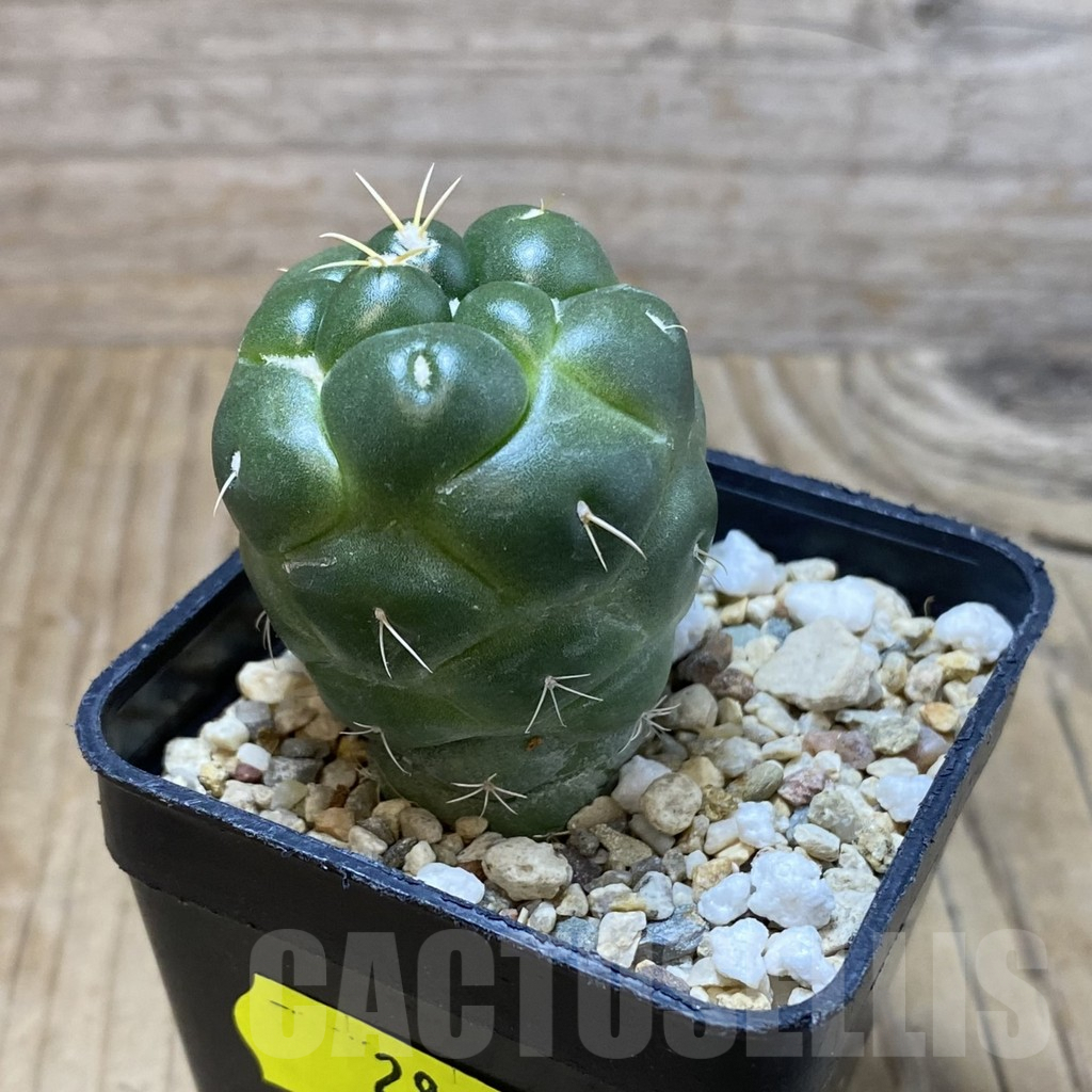 SH2843 Coryphantha elephantidens ‘inermis’ - Image 3