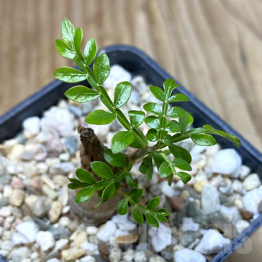 SH2846 Operculicarya pachypus