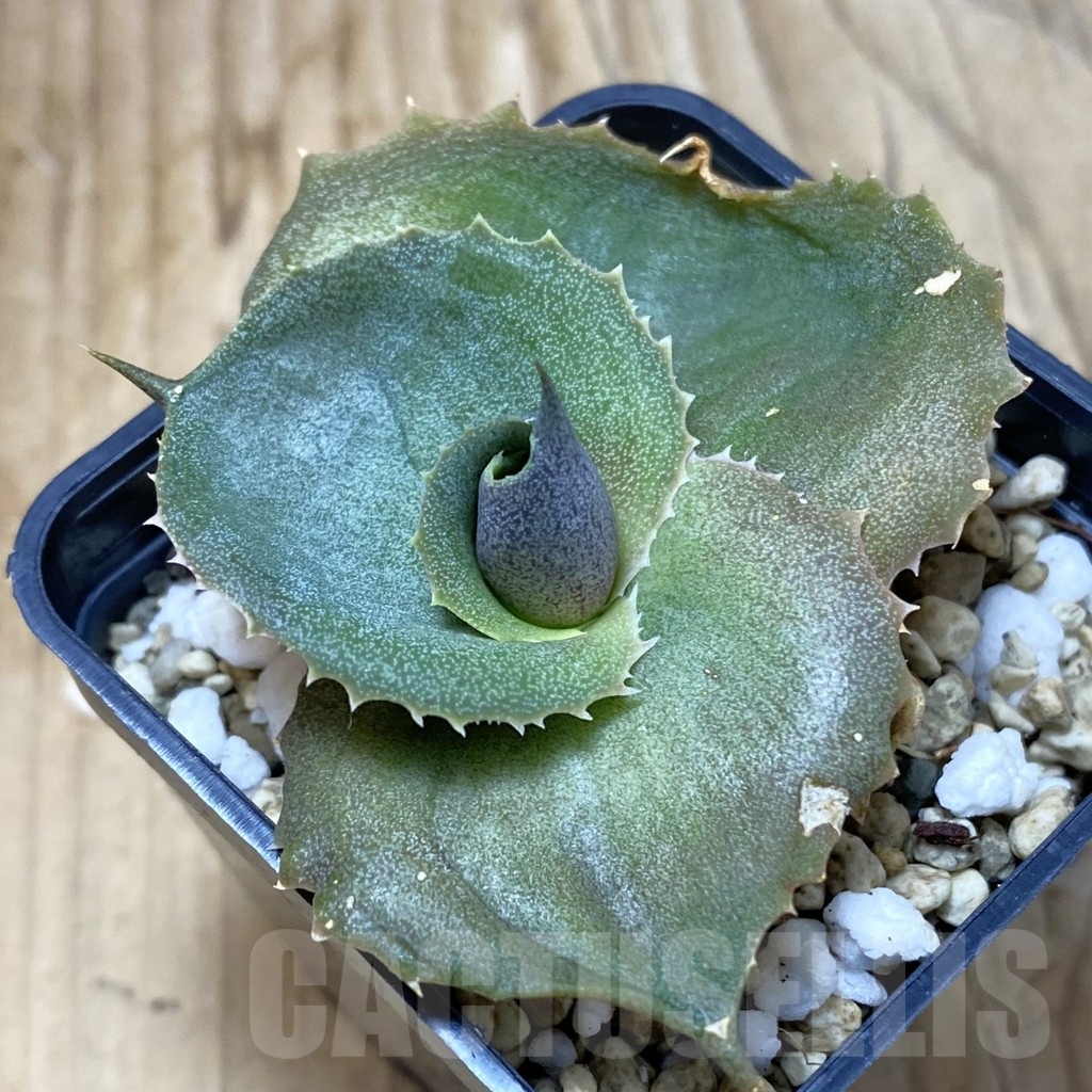 SH2853 Agave marmorata 'Papilio'