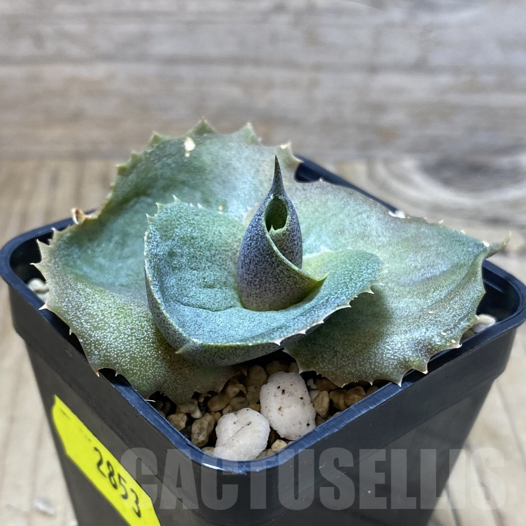 SH2853 Agave marmorata 'Papilio' - Image 2
