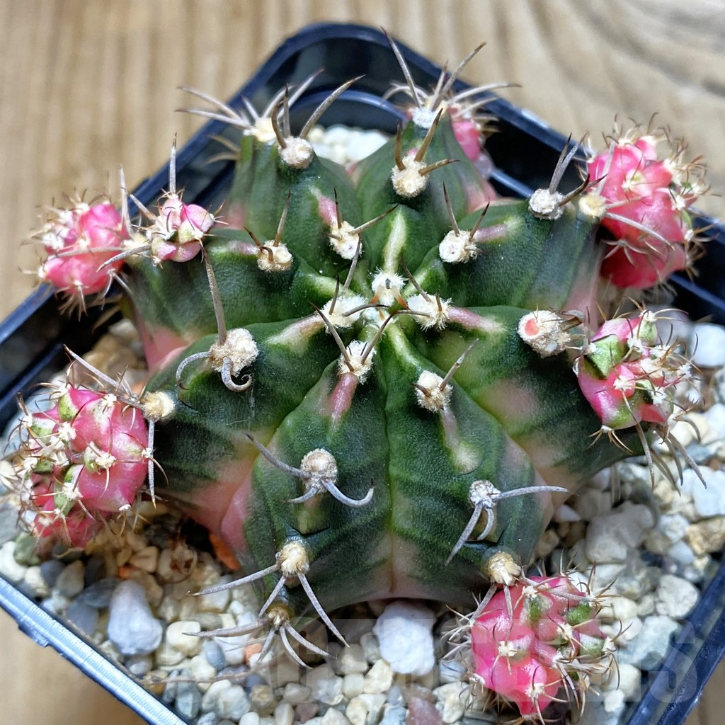SH2865 Gymnocalycium mihanovichii 'Bubble Gum'