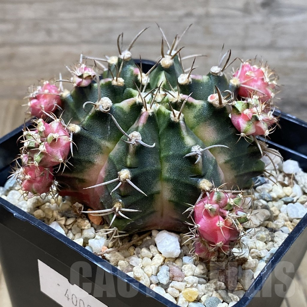 SH2865 Gymnocalycium mihanovichii 'Bubble Gum' - Image 2