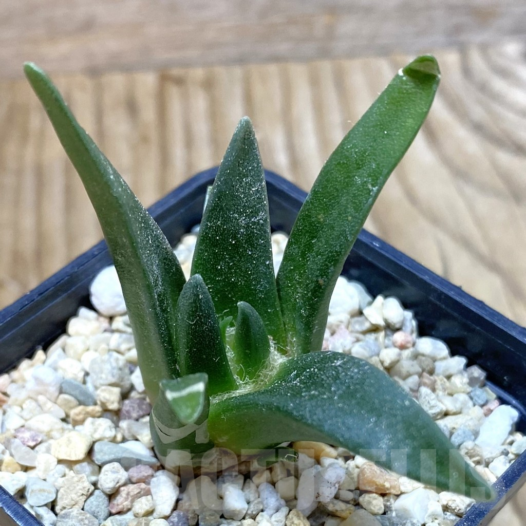 SH2808 Ariocarpus retusus, seedling