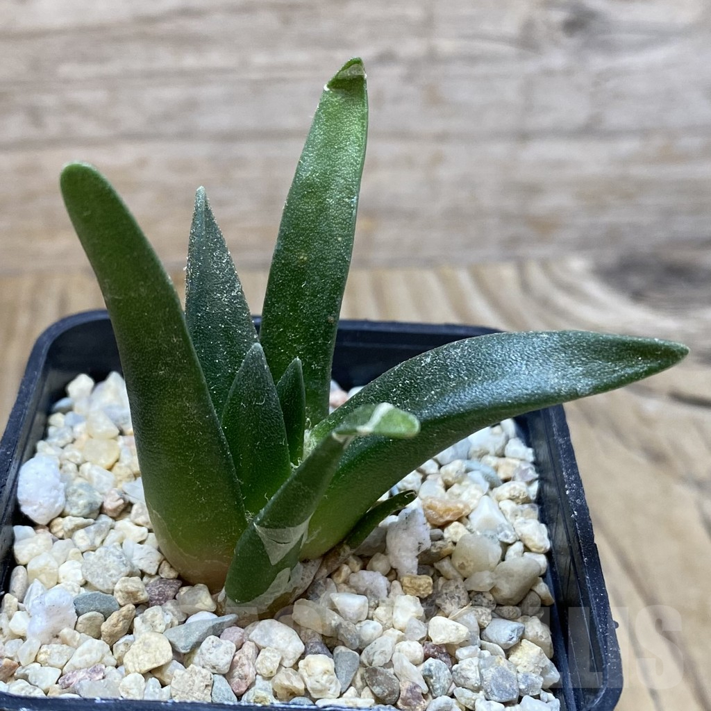SH2808 Ariocarpus retusus, seedling - Image 2