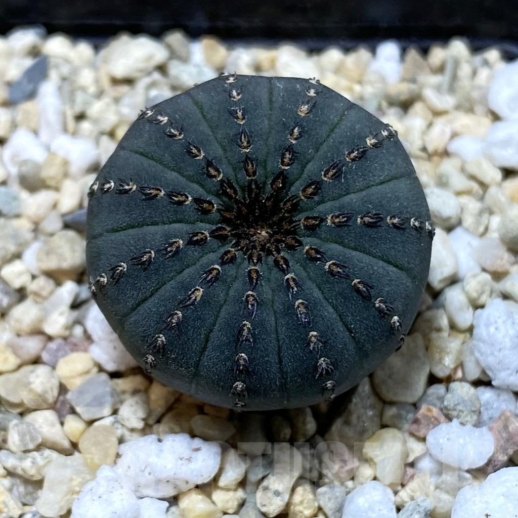 SH2809 Frailea asterioides