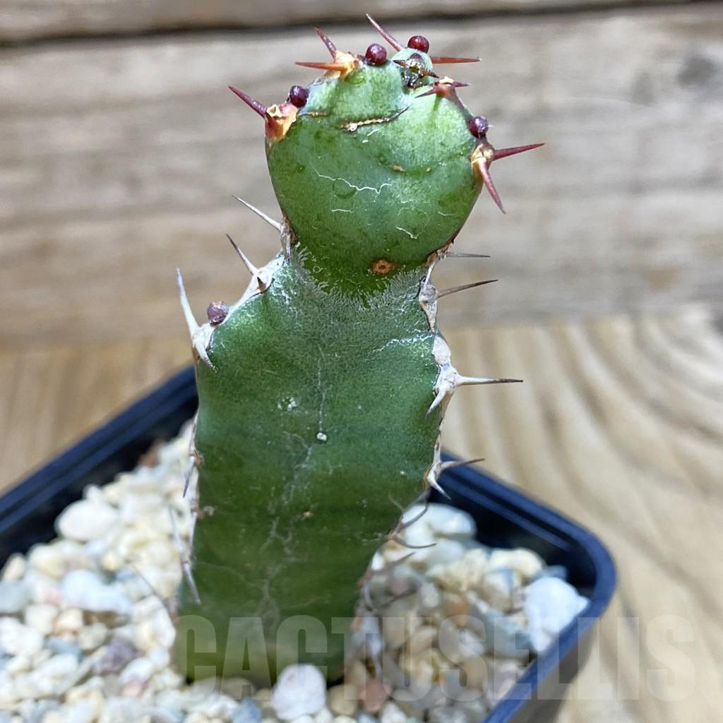 SH2810 Euphorbia opuntioides