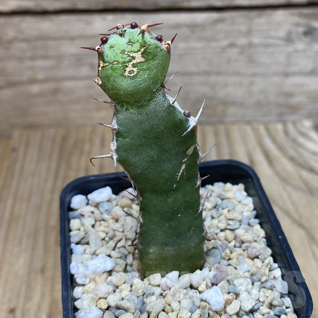 SH2810 Euphorbia opuntioides - Image 2