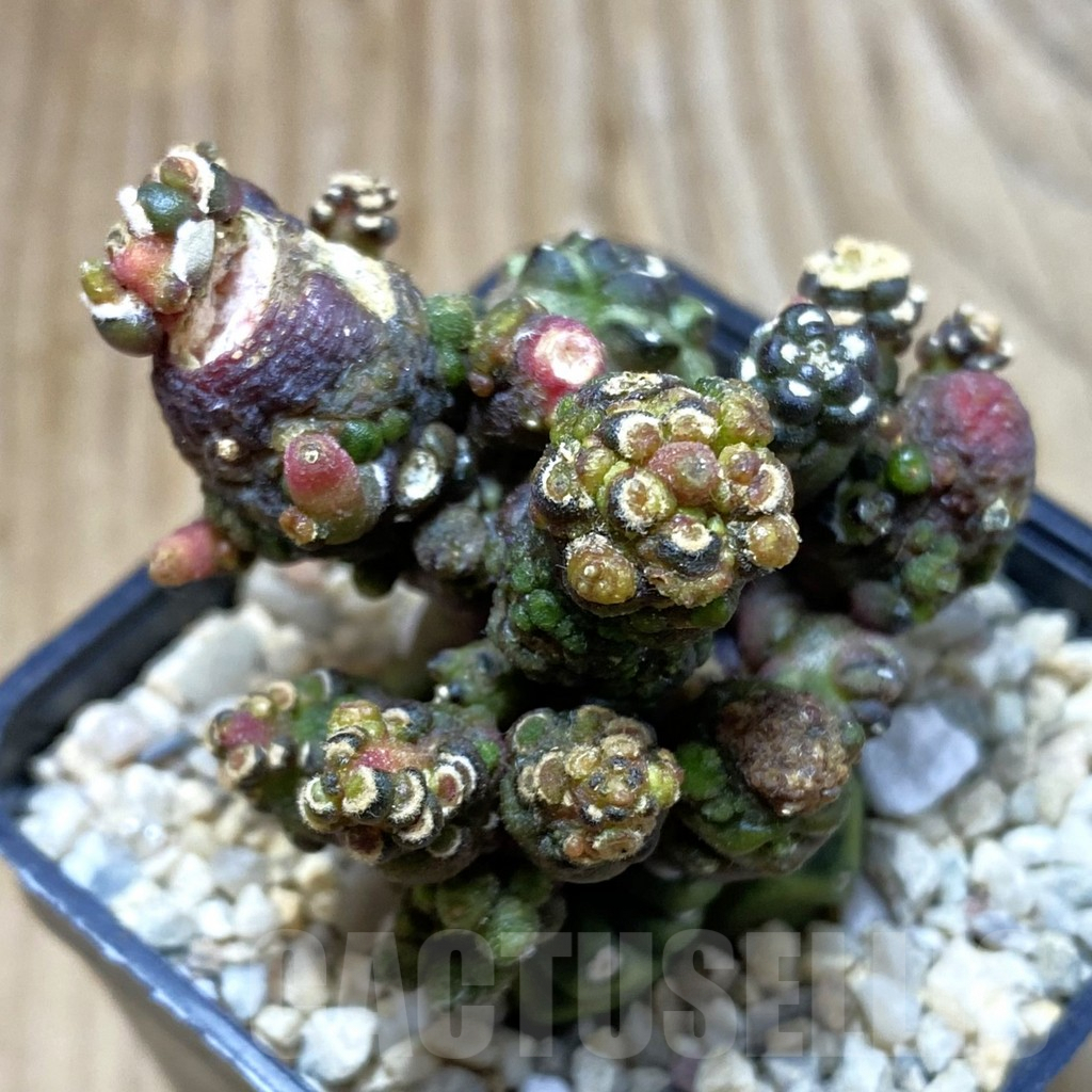 SH2811 Gymnocalycium mihanovichii ‘Transformer’