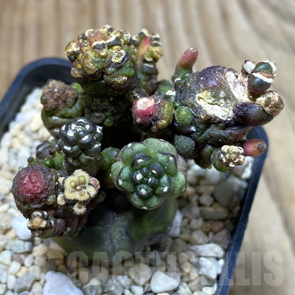 SH2811 Gymnocalycium mihanovichii ‘Transformer’ - Image 2