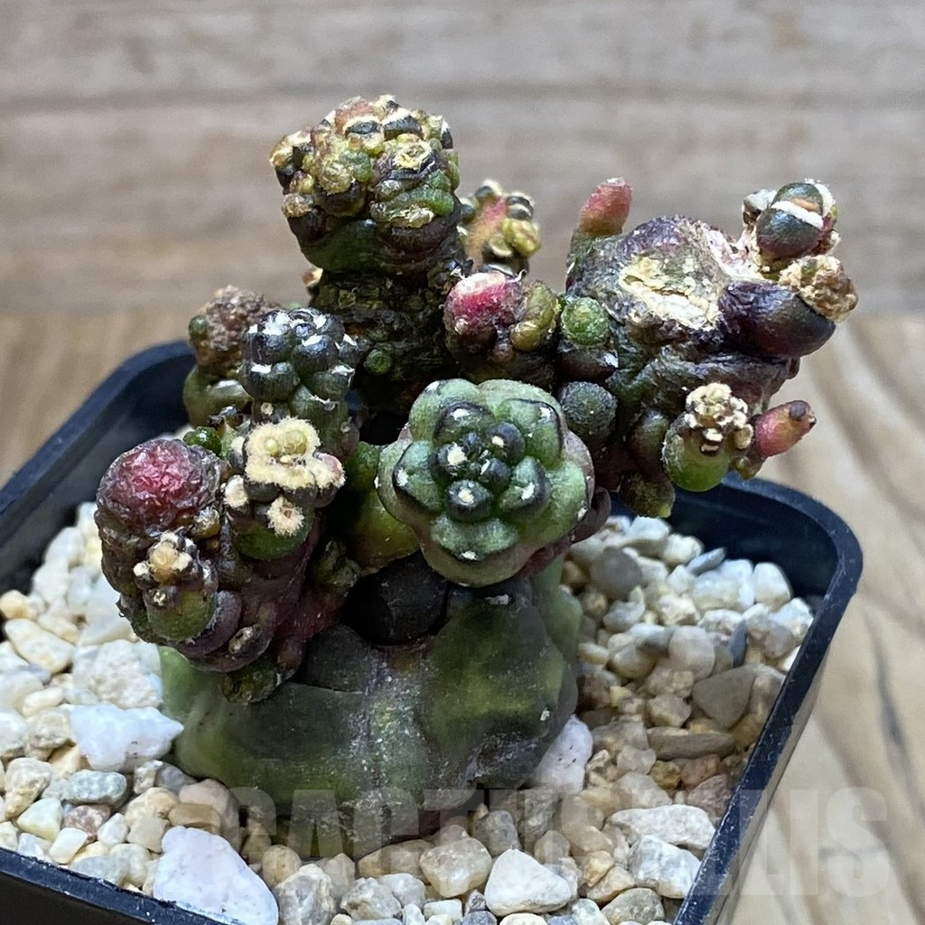 SH2811 Gymnocalycium mihanovichii ‘Transformer’ - Image 3