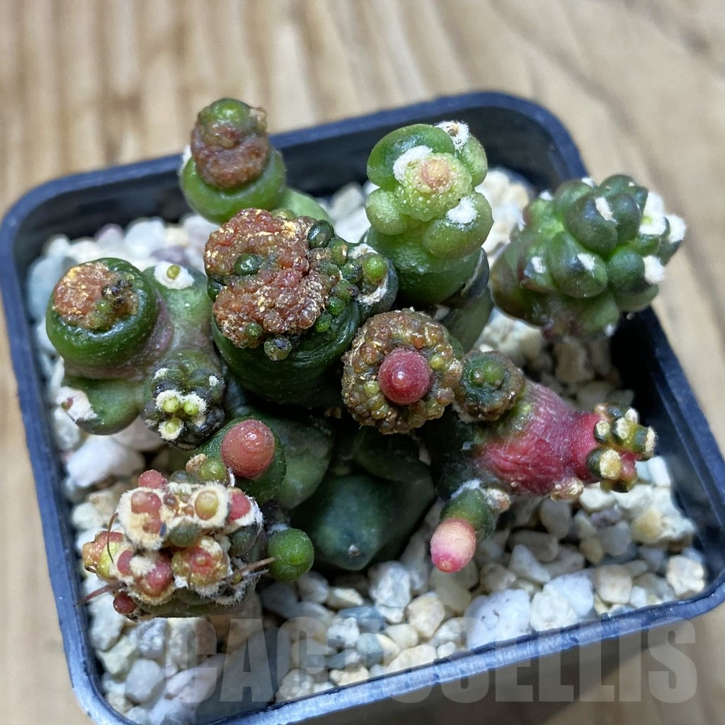 SH2812 Gymnocalycium mihanovichii ‘Transformer’