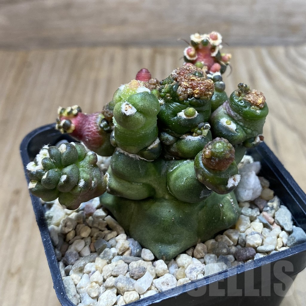 SH2812 Gymnocalycium mihanovichii ‘Transformer’ - Image 2