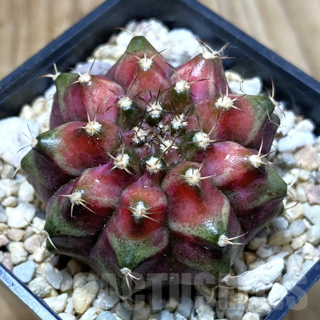 SH2816 Gymnocalycium mihanovichii ‘T-Lux’, seedling