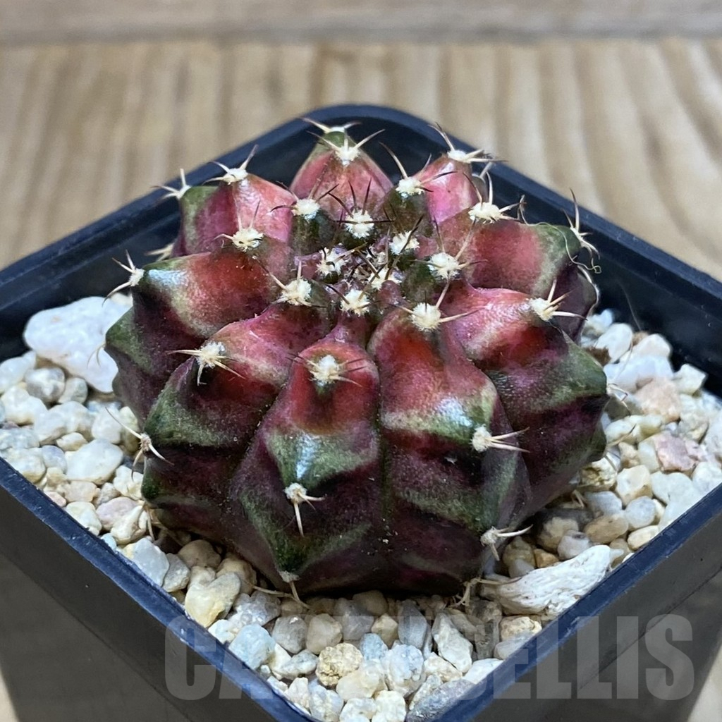 SH2816 Gymnocalycium mihanovichii ‘T-Lux’, seedling - Image 2