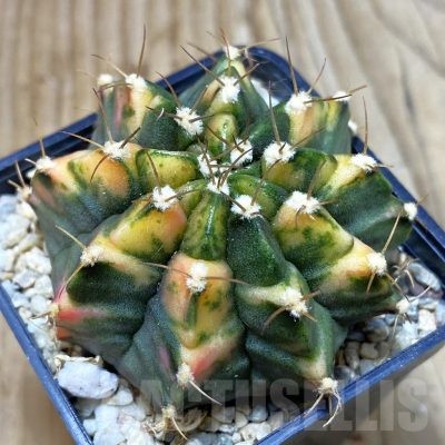 SH2826 Gymnocalycium mihanovichii f. variegata , seedling
