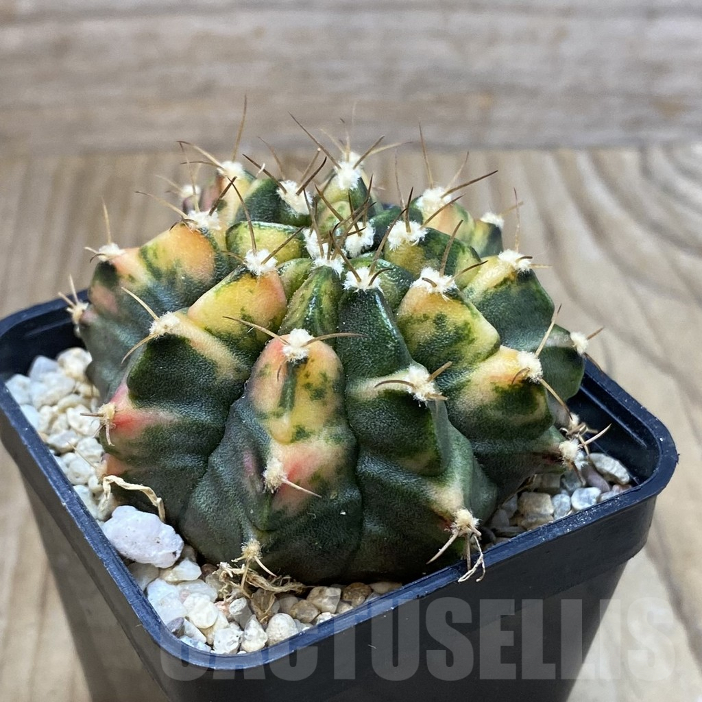 SH2826 Gymnocalycium mihanovichii f. variegata , seedling - Image 2