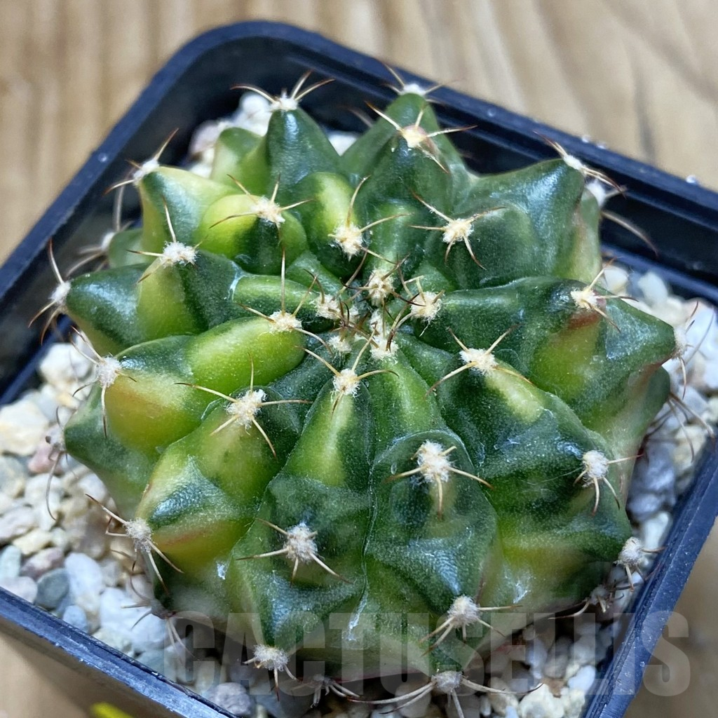 SH2829 Gymnocalycium mihanovichii ‘Marble’ hybrid, seedling