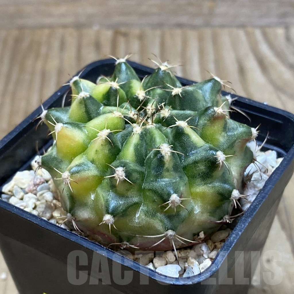 SH2829 Gymnocalycium mihanovichii ‘Marble’ hybrid, seedling - Image 2