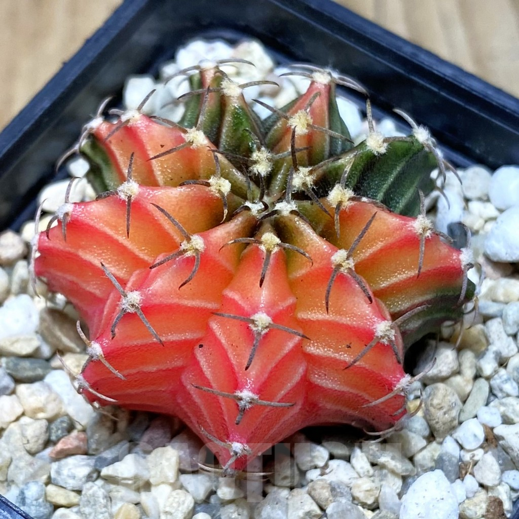 SH2831 Gymnocalycium friedrichii f. variegata, seedling
