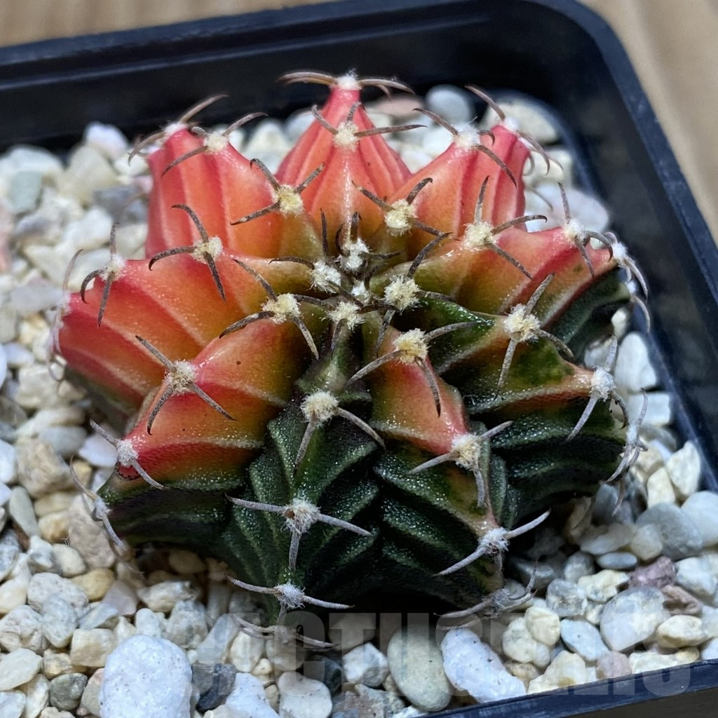 SH2831 Gymnocalycium friedrichii f. variegata, seedling - Image 2