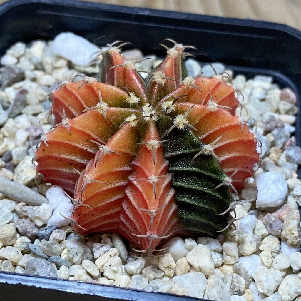 SH2832 Gymnocalycium friedrichii f. variegata, seedling - Image 2