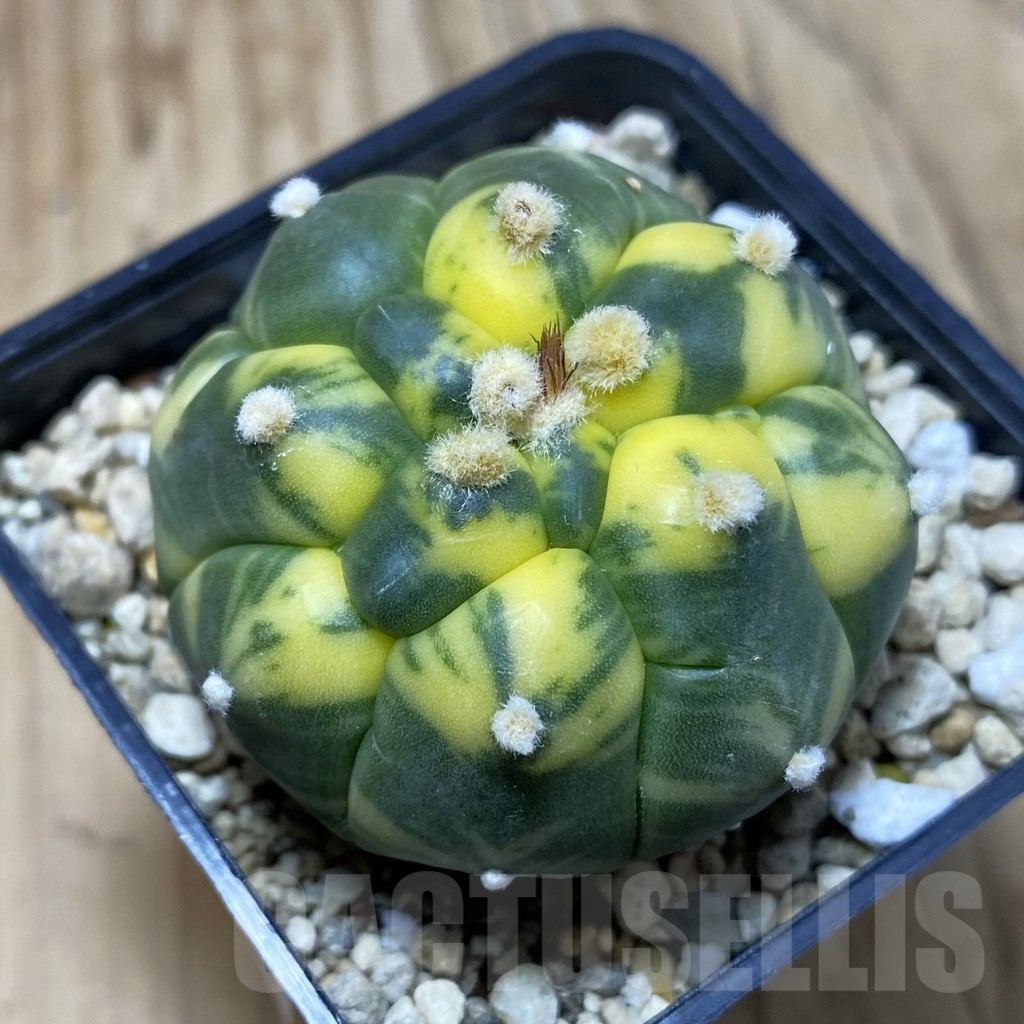 SH2973 Astrophytum asterias ‘Kikko’ f. variegata