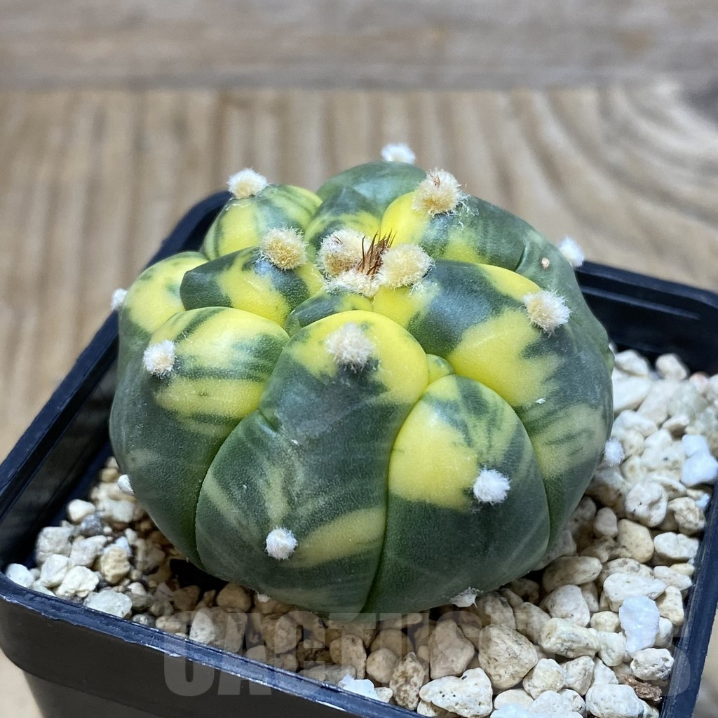 SH2973 Astrophytum asterias ‘Kikko’ f. variegata - Image 2