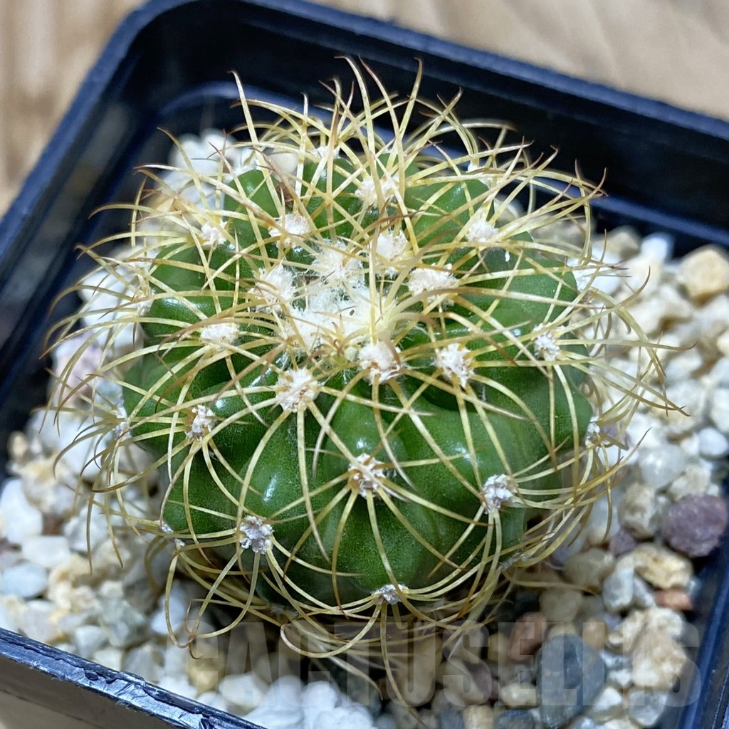 SH3042 Discocactus bahiensis