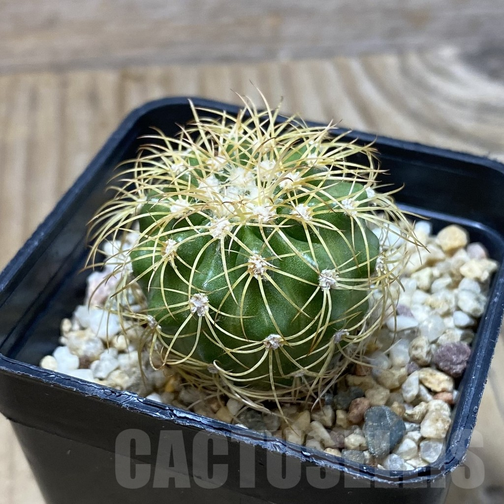 SH3042 Discocactus bahiensis - Image 2