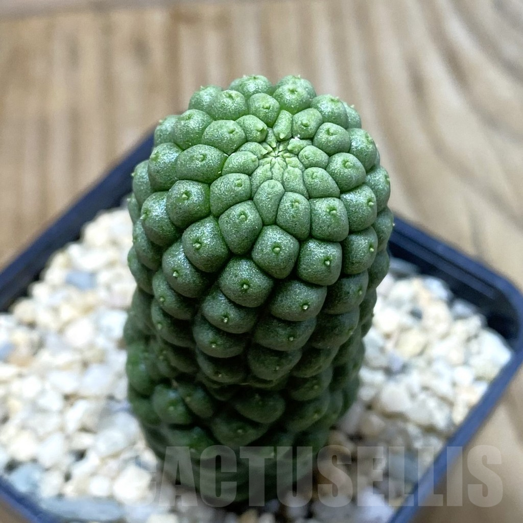 SH3060 Trichocaulon cactiformis