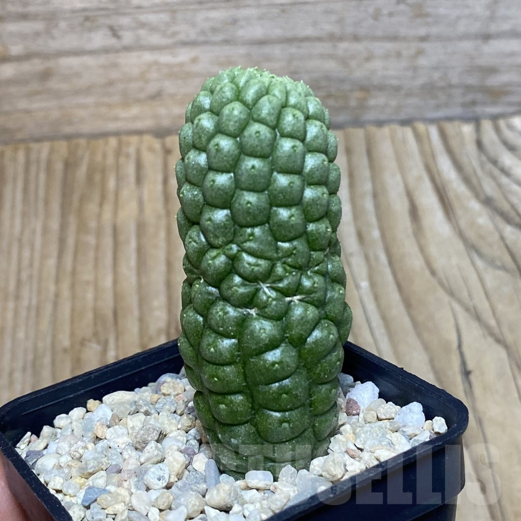 SH3060 Trichocaulon cactiformis - Image 2