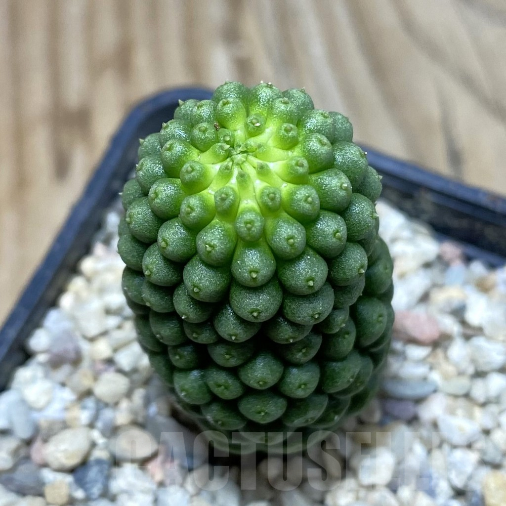 SH3061 Trichocaulon cactiformis