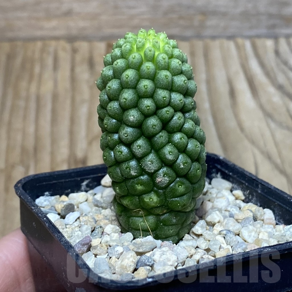 SH3061 Trichocaulon cactiformis - Image 2