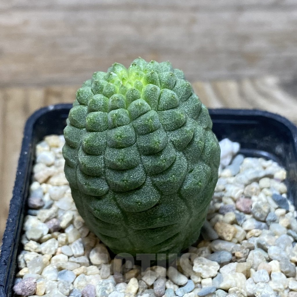 SH3063 Trichocaulon cactiformis - Image 2