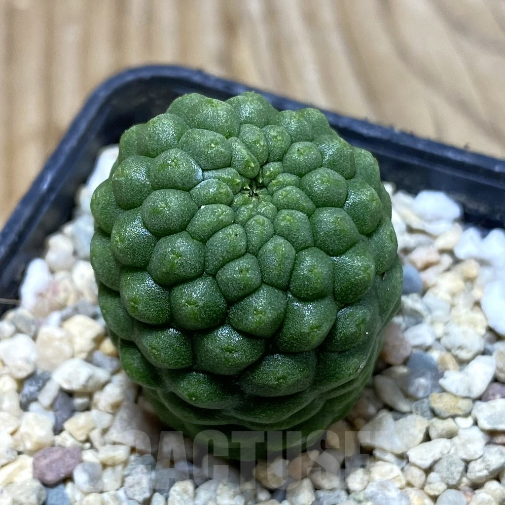 SH3065 Trichocaulon cactiformis