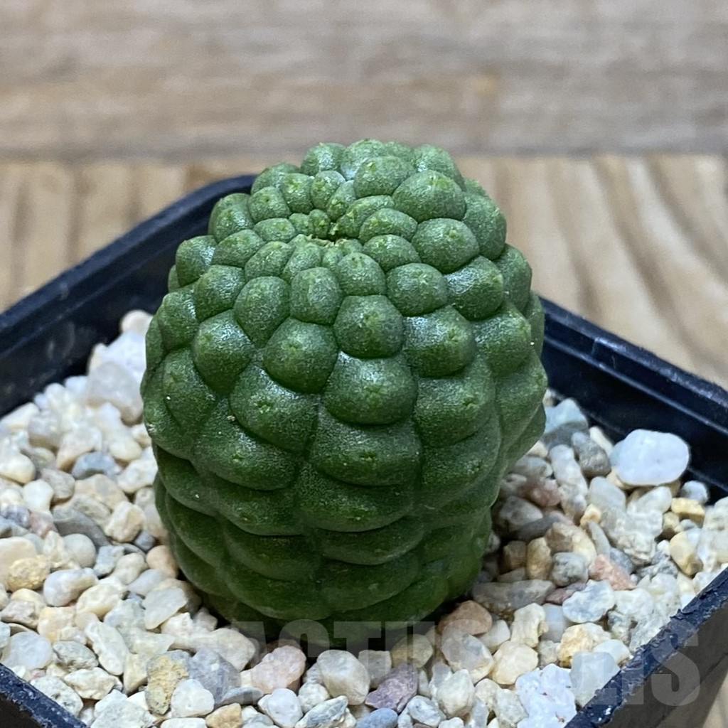 SH3065 Trichocaulon cactiformis - Image 2