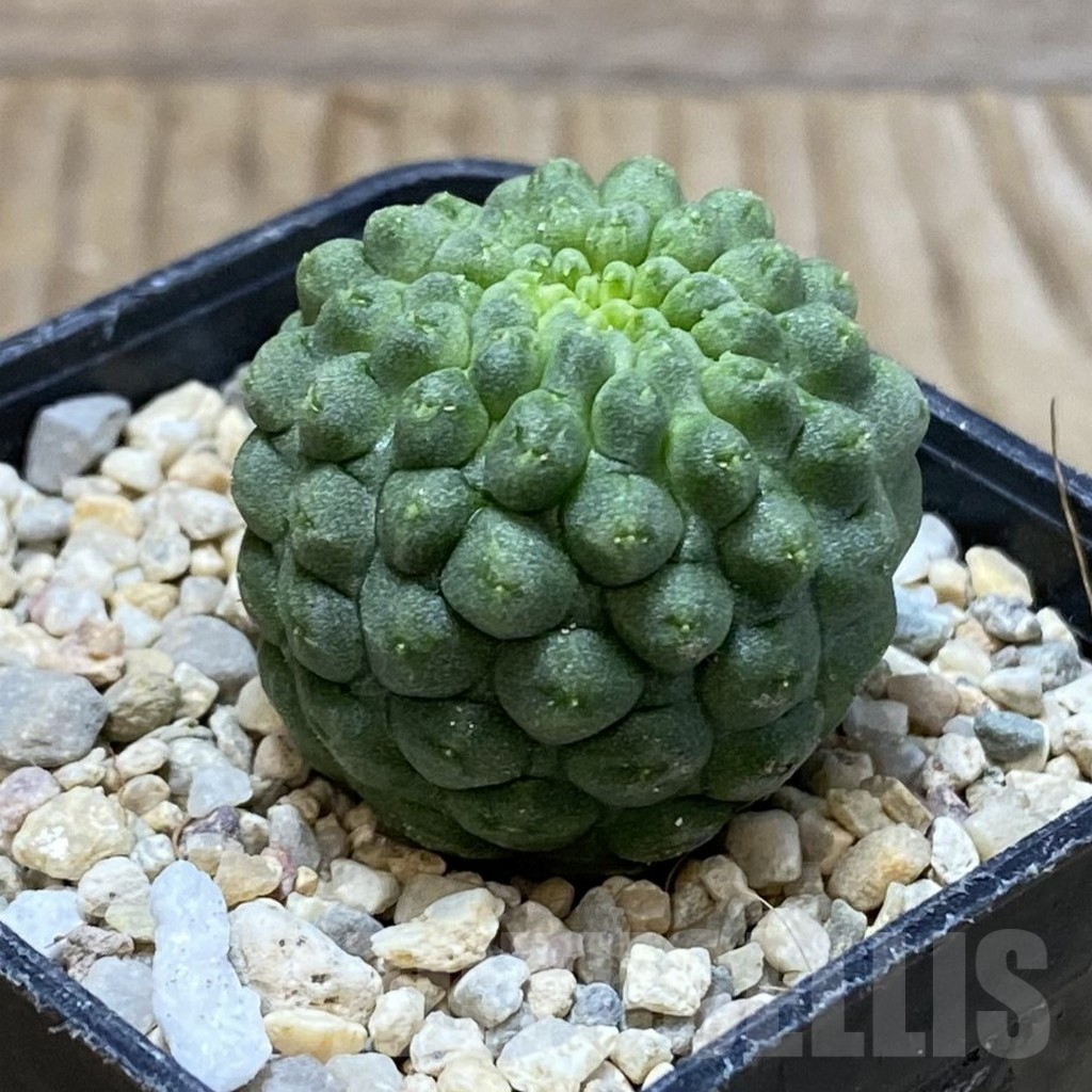 SH3066 Trichocaulon cactiformis - Image 2