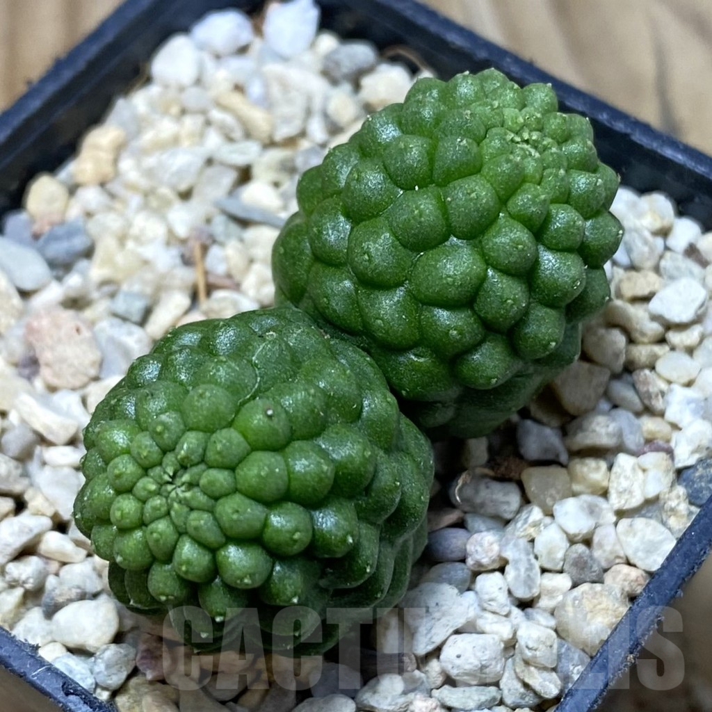 SH3067 Trichocaulon cactiformis