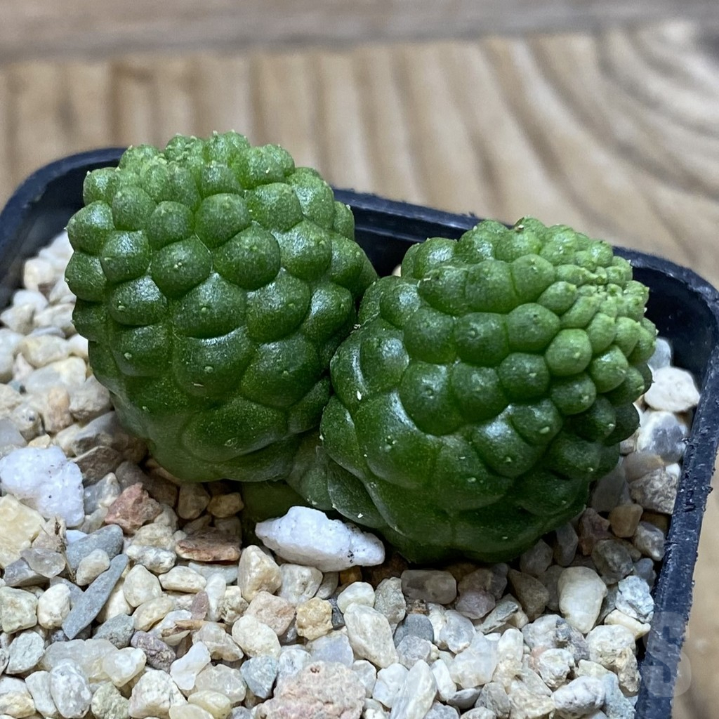 SH3067 Trichocaulon cactiformis - Image 2