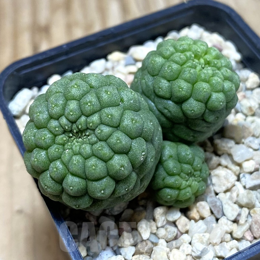 SH3068 Trichocaulon cactiformis