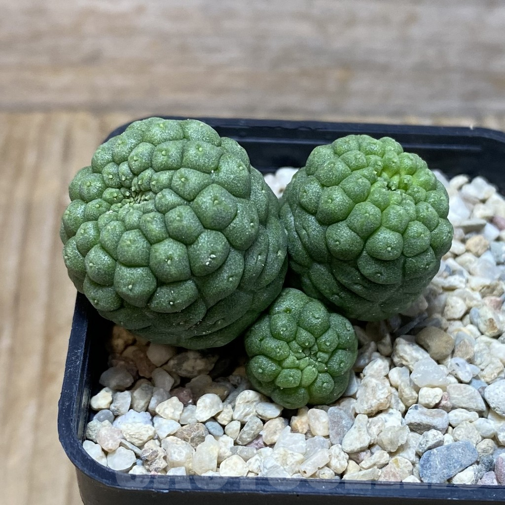 SH3068 Trichocaulon cactiformis - Image 2