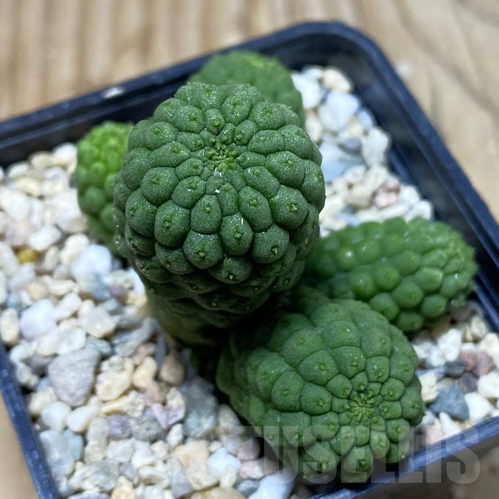 SH3069 Trichocaulon cactiformis