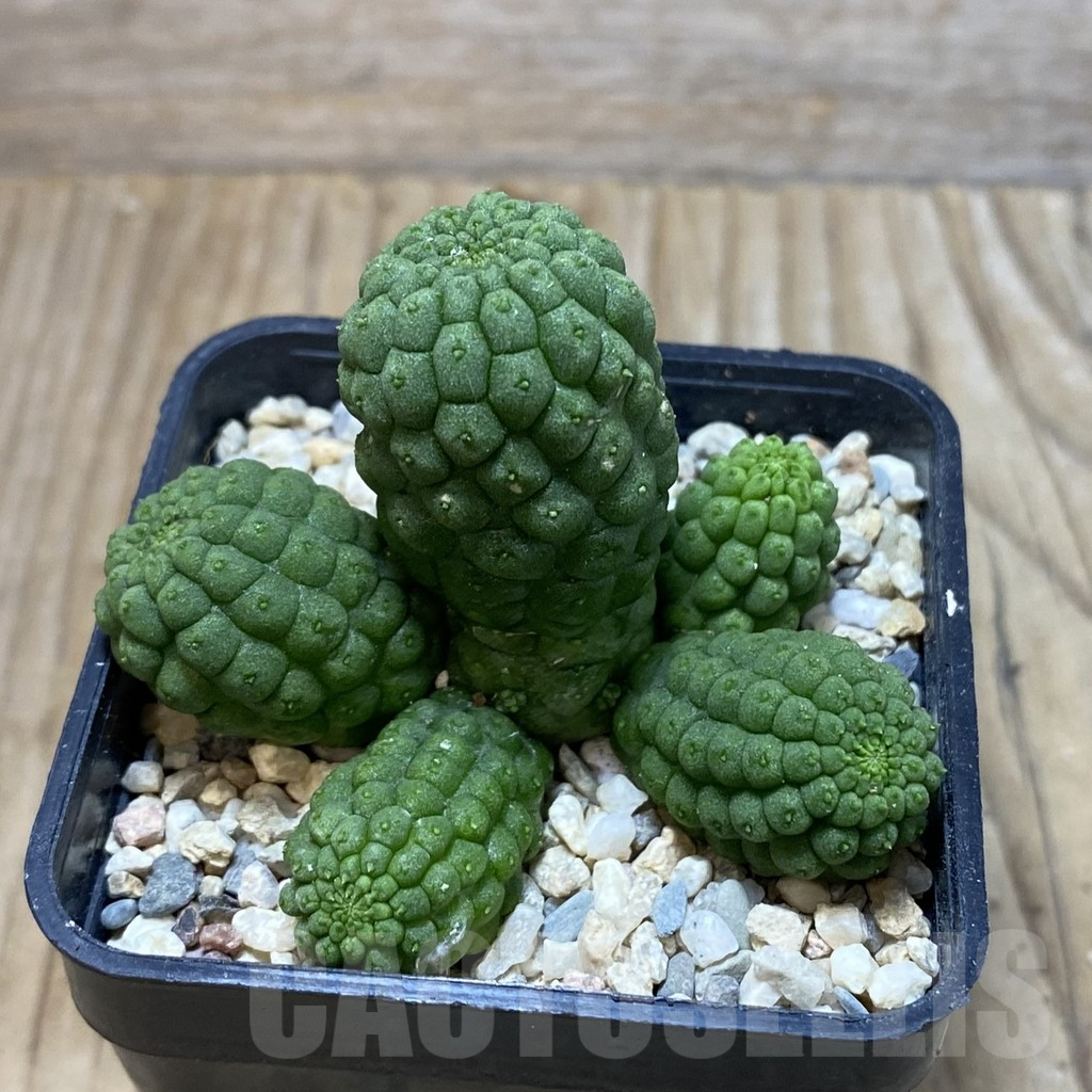SH3069 Trichocaulon cactiformis - Image 2