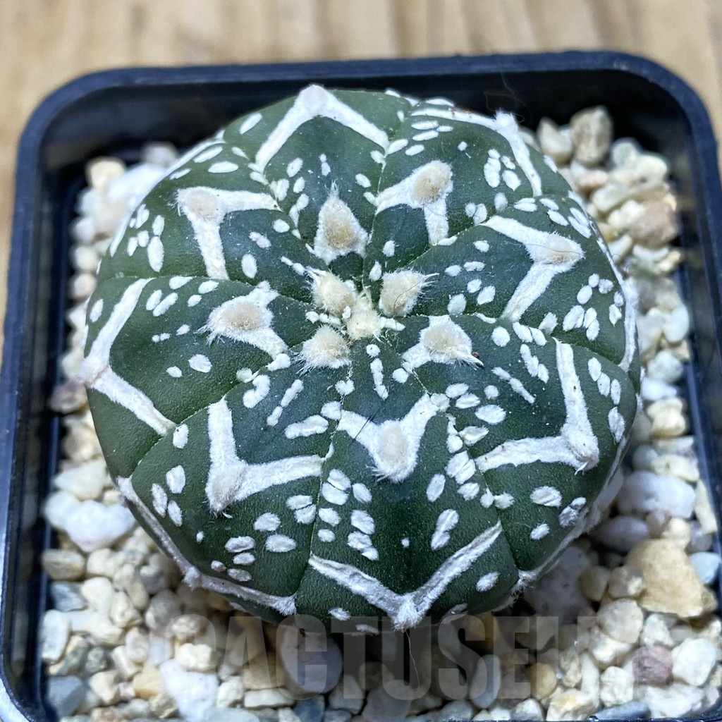 SH3106 Astrophytum asterias ‘Super Kabuto’ V-type f. nudum