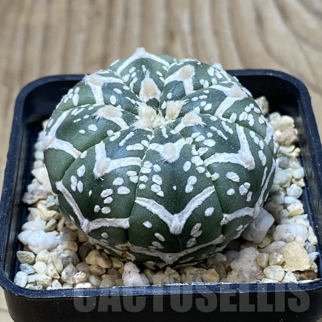 SH3106 Astrophytum asterias ‘Super Kabuto’ V-type f. nudum - Image 2