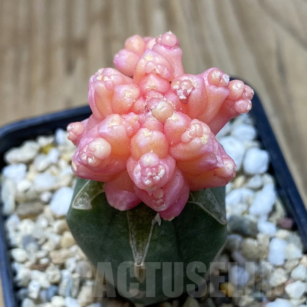 SH3109 Gymnocalycium mihanovichii ‘Transformer’ f. variegata, grafted