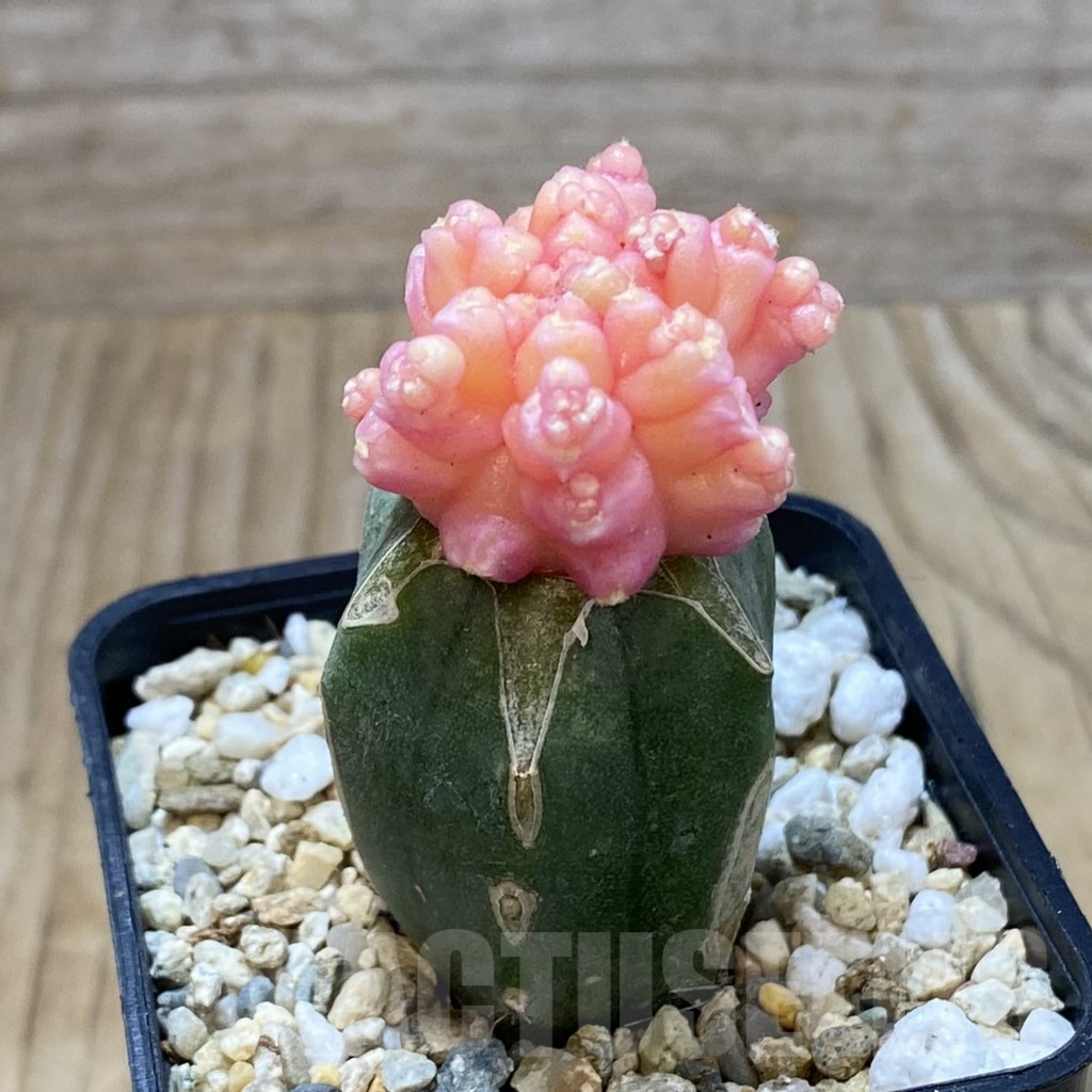 SH3109 Gymnocalycium mihanovichii ‘Transformer’ f. variegata, grafted - Image 2