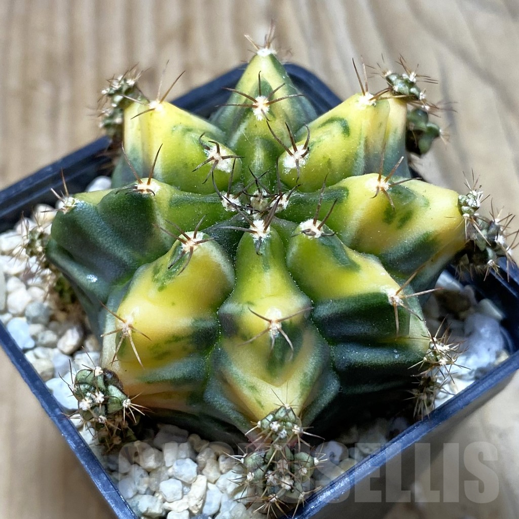 SH3129 Gymnocalycium mihanovichii ‘Root Beer’