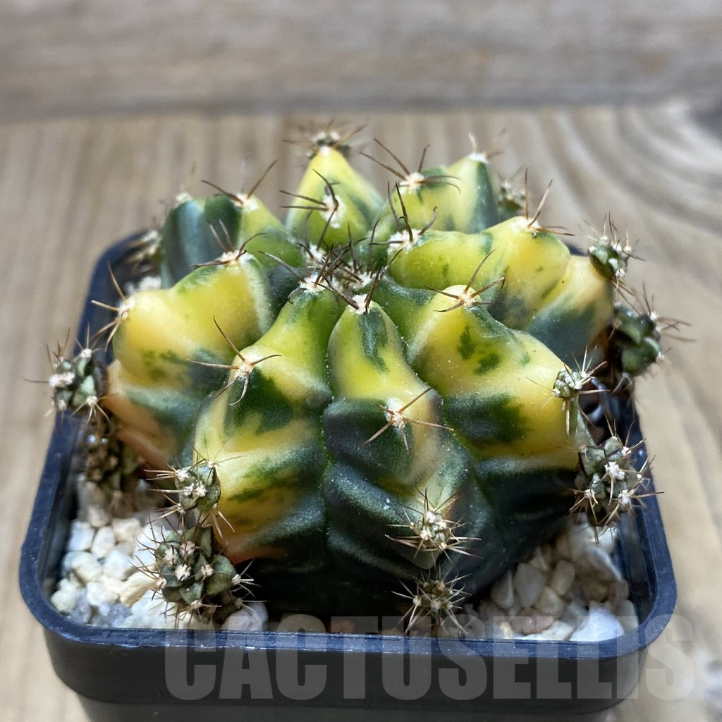 SH3129 Gymnocalycium mihanovichii ‘Root Beer’ - Image 2